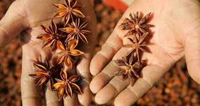 The amazing star anise and its health benefits