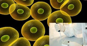 Mice walk again with human stem cell treatment!