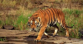 Can tigers contract AIDS?