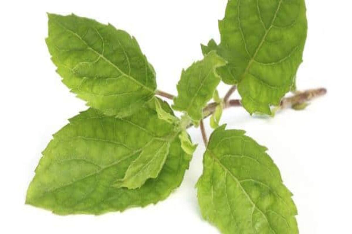 Good health tip #2:Chew tulsi leaves to get rid of mouth ulcers | TheHealthSite.com