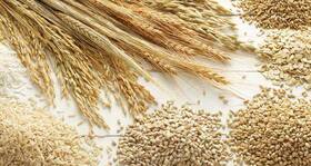 Health benefits of wholegrain cereals