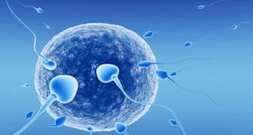 Just zap it. Ultrasound beam as male contraceptive?