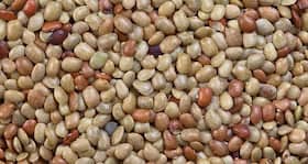 वेट लॉस के लिए खाएं कुलथी। वेट लॉस के लिए खाएं कुलथी।