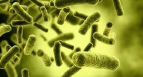 Bacteria can 'outsmart' programmed cell death: Study