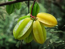 कमरख खाने के फायदे (Star Fruit Benefits)