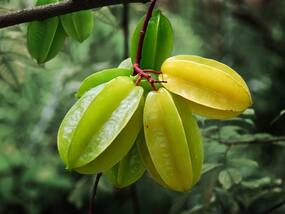 कमरख खाने के फायदे (Star Fruit Benefits)