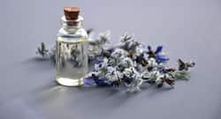 hypertension Moringa oil could come to your rescue