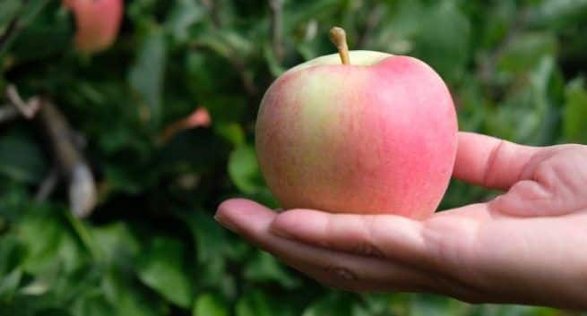 Benefits of apple in pneumonia