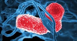 China Pneumonia: रहस्यमयी निमोनिया से चीन में 59 लोगों की मौत, जानें क्यों है जानलेवा