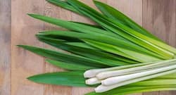 health benefits of lemongrass, lemongrass to lose weight