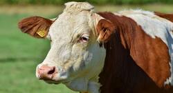 Cow Urine Benefits in hindi