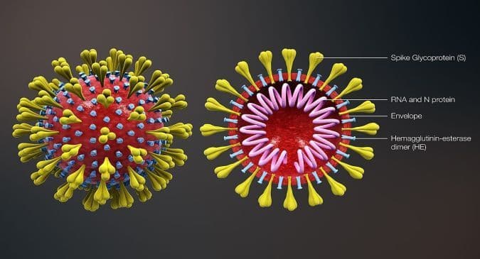 What is a Coronavirus? Symptoms, Diagnosis, Causes and Prevention