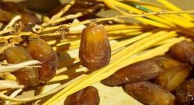 खजूर खाने के फायदे, Benefits of Dates in Hindi