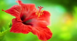 हेयर फॉल रोकने के लिए आयुर्वेदिक हेयर केयर टिप्स।