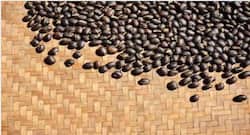 कौंच के बीज के फायदे, Kaunch ke beej ke fayde in hindi