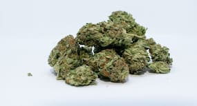 How long does marijuana stay in your system?