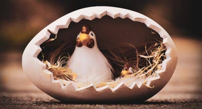 Chicken and Eggs Link Coronavirus