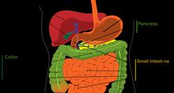 Fatty Liver Ayurvedic Medicine: फैटी लिवर की आयुर्वेदिक दवा और उपचार