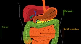 Fatty Liver Ayurvedic Medicine: फैटी लिवर की आयुर्वेदिक दवा और उपचार