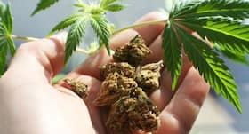 Marijuana: Despite its benefits, there are drawbacks one shouldn't ignore