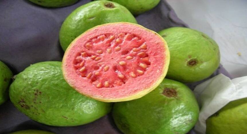5 reasons why you should start eating gauva  |  