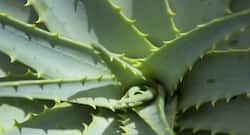 Aloe vera: The magical plant that can rejuvenate your skin
