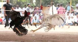 बर्ड फ्लू को लेकर बिहार में अलर्ट