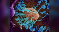 Chinese experts believe US to become the new epicentre of coronavirus pandemic