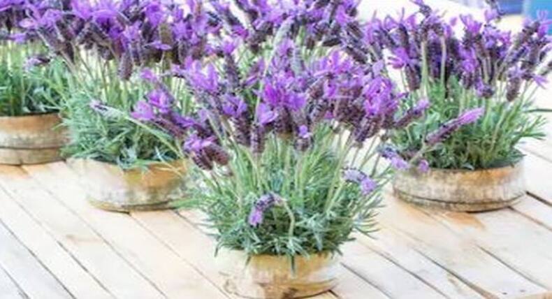 The health benefits of these medicinal plants will surprise you