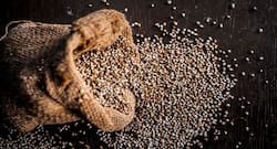 बाजरा खाने के फायदे और नुकसान।