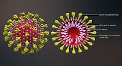Coronavirus update: How does COVID-19 impact different organs of your body?