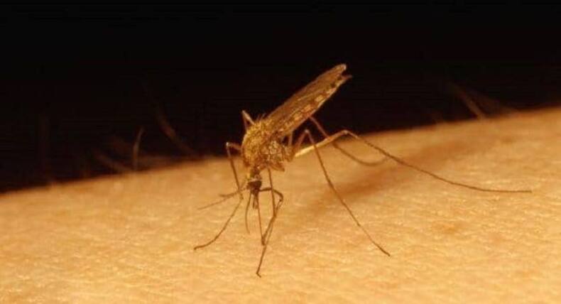 5 deadliest viruses on earth besides coronaviruses