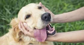 Having a dog can help lower blood pressure, is it true?
