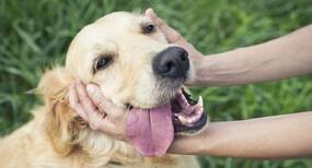 Having a dog can help lower blood pressure, is it true?