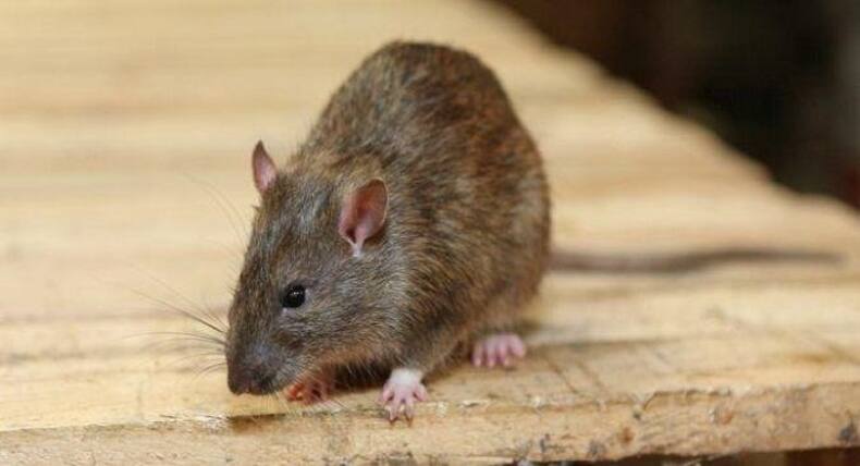 5 deadliest viruses on earth besides coronaviruses