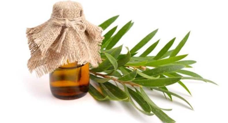 The health benefits of these medicinal plants will surprise you