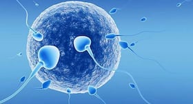 Male fertility: Eat tree nuts every day to improve your sperm quality