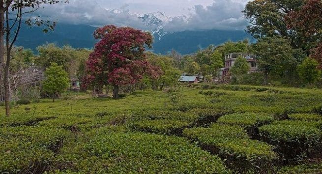 https://st1.thehealthsite.com/wp-content/uploads/2020/05/A_tea_plantation_sights_scenic_nature_and_culture_Himachal_Pradesh_India-655x353.jpg