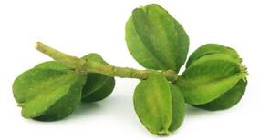 Benefits of Arjun Barks, कई जानलेवा बीमारियों के लिए फायदेमंद है अर्जुन की छाल
