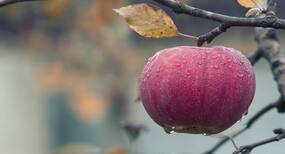 How to Eat Apple in Hindi, सेब खाने के फायदे, दस्त और कब्ज में सेब खाने का तरीका