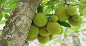 Benefits of Jackfruit : इम्यूनिटी सिस्टम को करना है बूस्ट, तो रोजाना खाएं कटहल