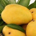 What's the best time to eat mangoes?