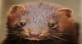 Six countries report new coronavirus cases linked to mink farms, Denmark to kill millions of minks