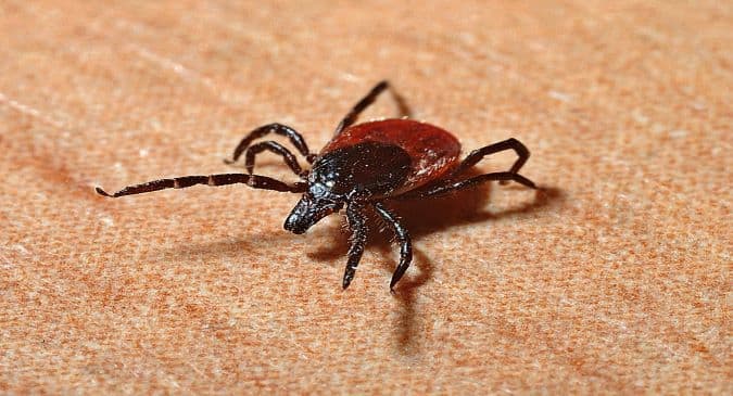 Blood-sucking ticks prefer humans over dogs when temperature rises