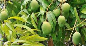Mango Leaf Benefits: औषधि से कम नहीं है आम की पत्तियां