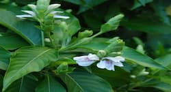 Adulsa Benefits : कोरोना से बचने के लिए बहुत ही गुणकारी है ये झाड़ीदार पौधा