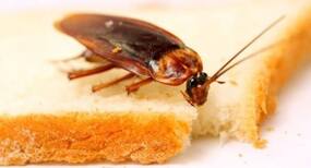Cockroach Causes Health hazard : कॉकरोच से होती है ये गंभीर बीमारियां