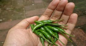 Green Chilli for Weight Loss in Hindi, जानें कैसे हरी मिर्च कम करे बेली फैट और वजन, हरी मिर्च खाने के फायदे