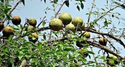 हार्ट अटैक के खतरे को कम करती हैं बेल की पत्तियां