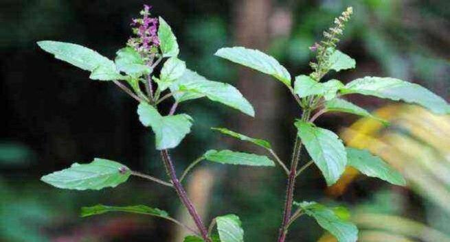 pest repellant plants